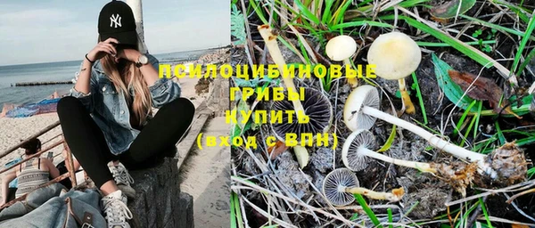 прущие грибы Беломорск