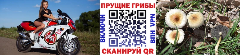Галлюциногенные грибы мицелий  Гороховец 